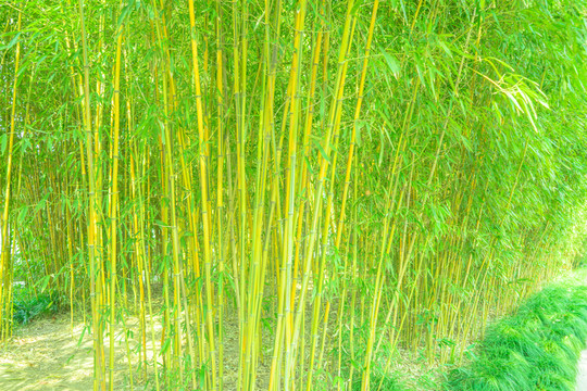 竹林風光 竹林背景素材