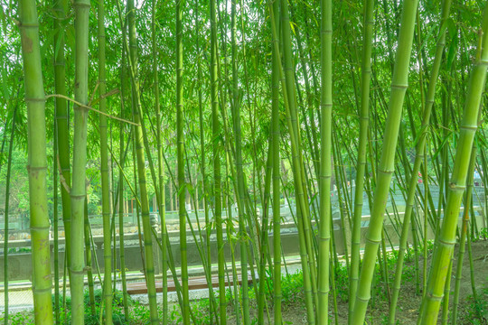 竹林風(fēng)光 竹林背景素材