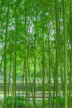 竹林風(fēng)光 竹林背景素材