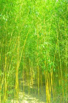 竹林風(fēng)光 竹林背景素材