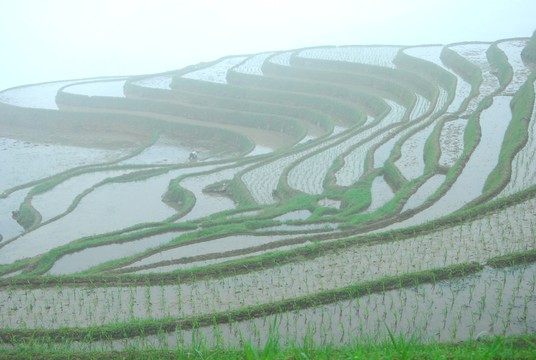 春之梯田