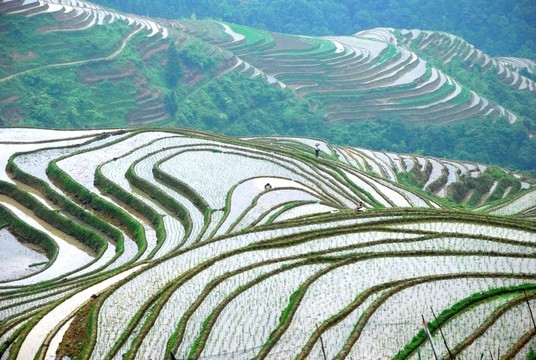 春之梯田