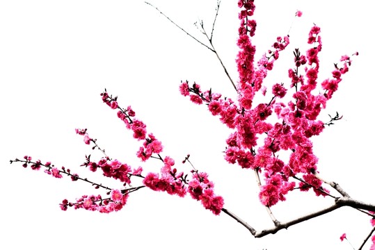 紅梅花