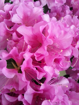 杜鵑花