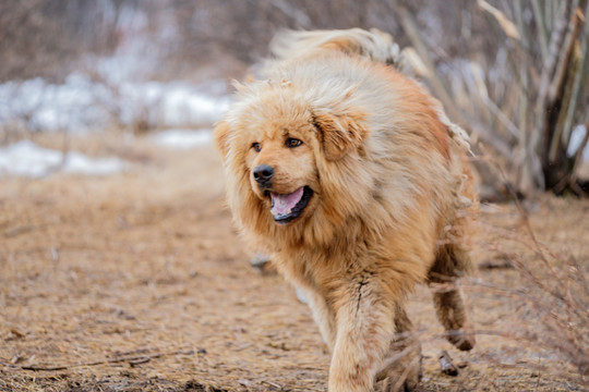 藏獒狗