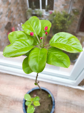 海棠花 花卉 花朵 植物 盆栽