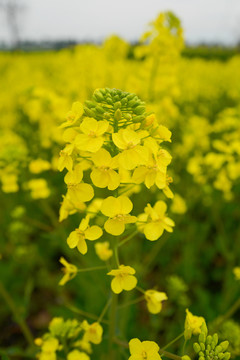 油菜花 花卉 植物 戶外 油菜