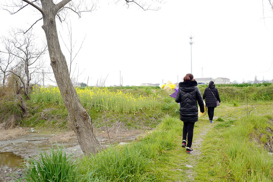 田野 農(nóng)田 農(nóng)作物 戶外 野外