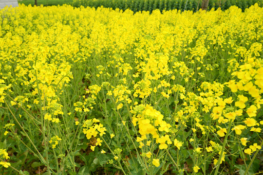 油菜花 花卉 植物 戶外 油菜