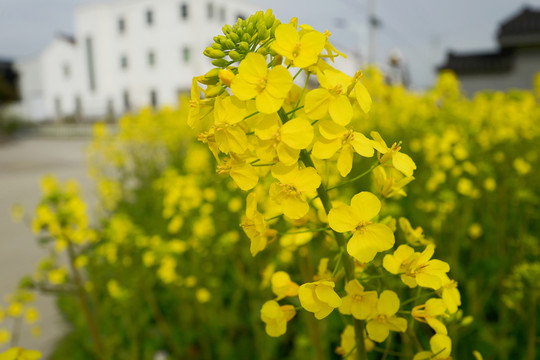油菜花 花卉 植物 戶外 油菜