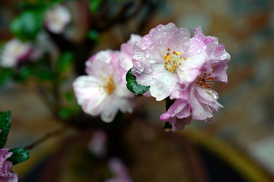 海棠花 花卉 花朵 植物 盆栽