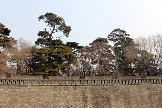 古城墻及古樹