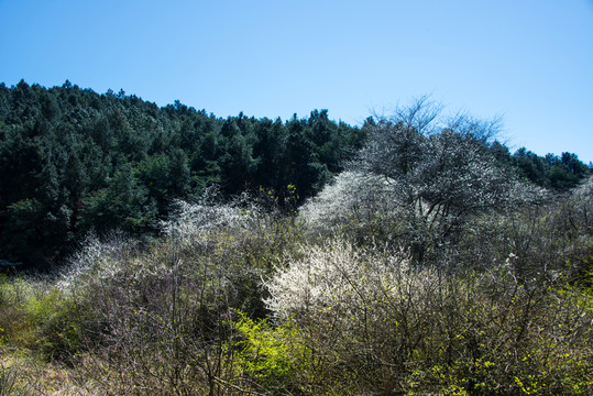 珠江源頭馬纓花