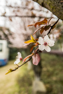 李花