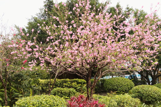桃花