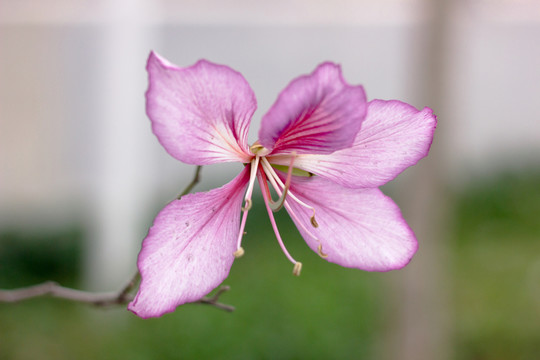 宮粉紫荊