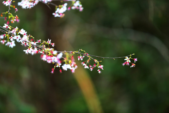 山花爛漫