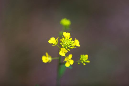 油菜花特寫