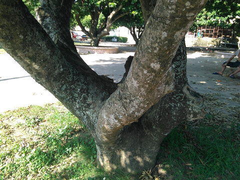 年長荔枝樹