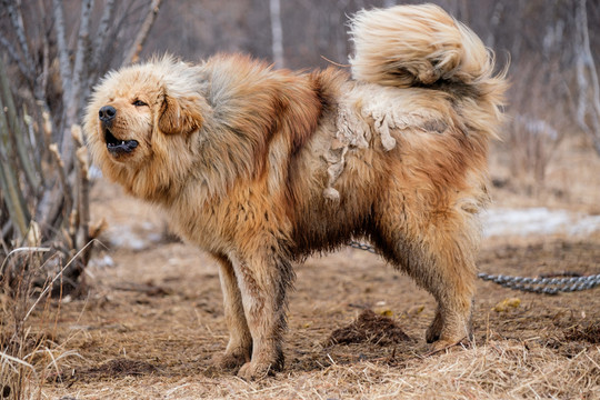 藏獒狗