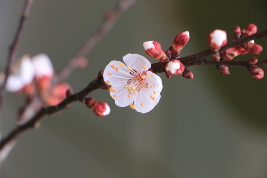 杏花