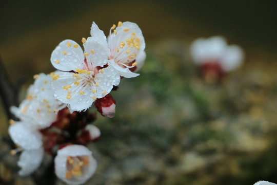 杏花