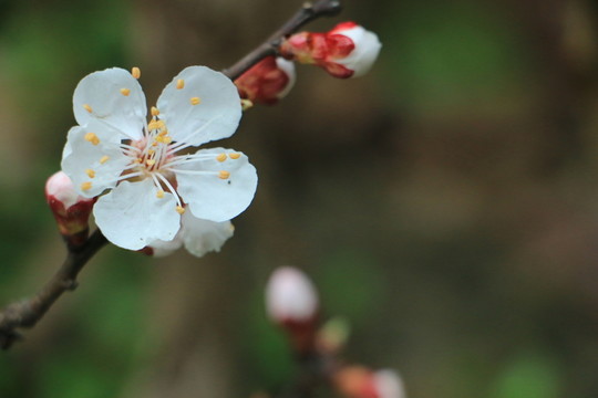 杏花