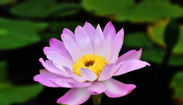 蓮花