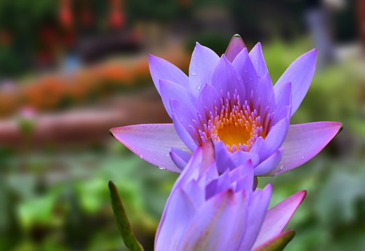蓮花睡蓮
