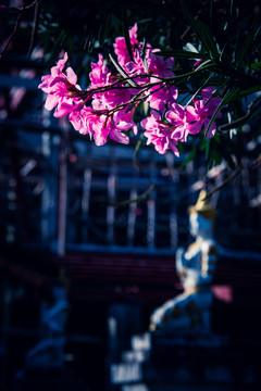 菩薩