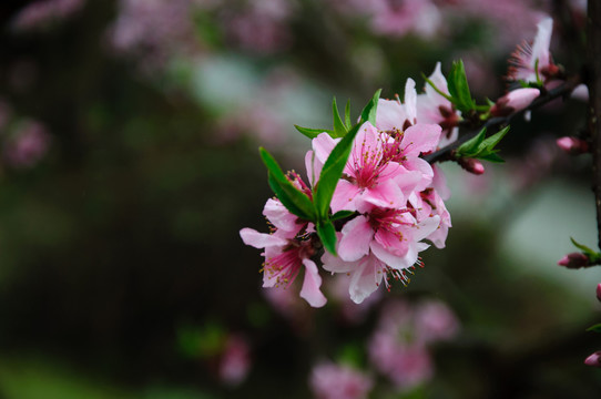 桃花春色