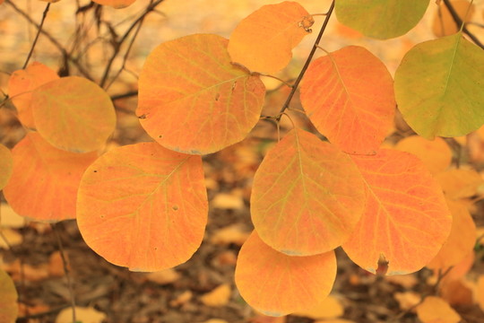 紅葉