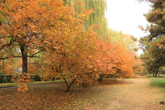 紅葉