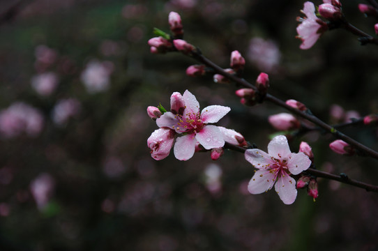 桃花春色