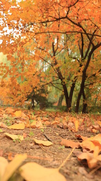 紅葉