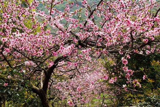 桃花春色