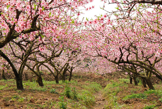 桃花春色