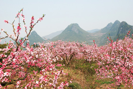 桃花春色