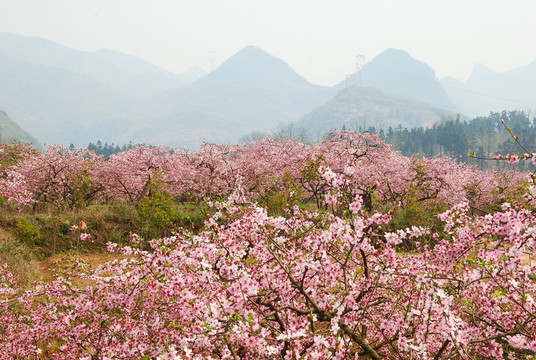 桃花春色