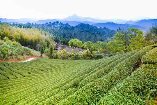 茶園風(fēng)光