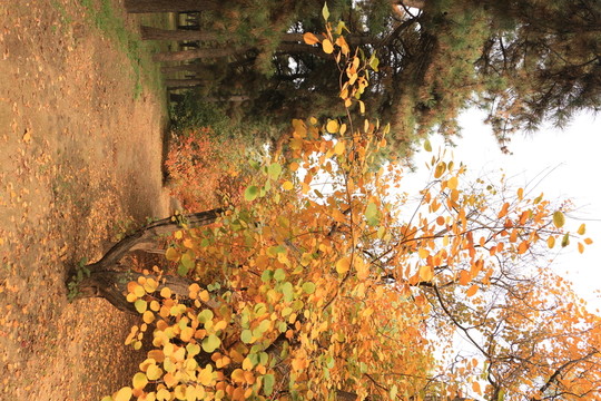 紅葉