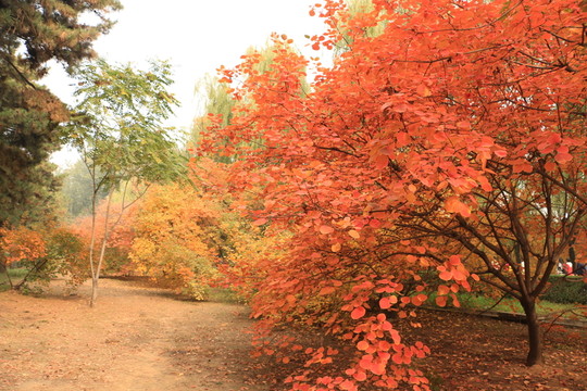 紅葉