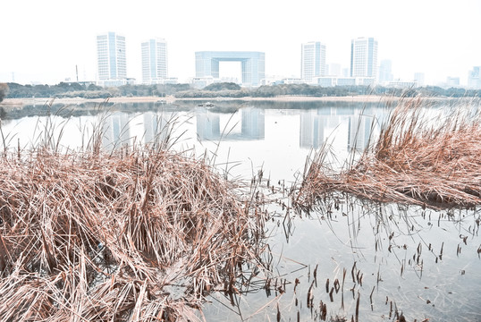 蘆葦叢 濕地