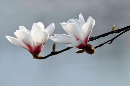 玉蘭花