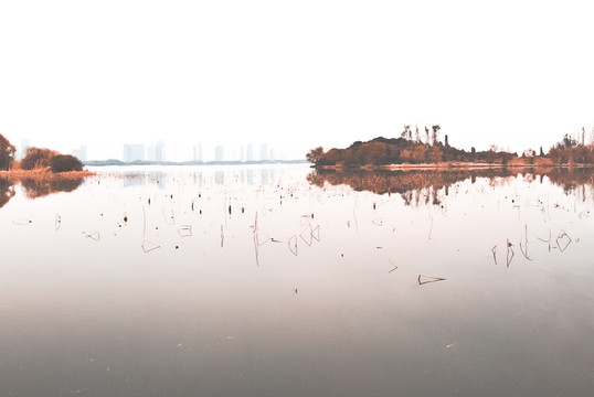 蘆葦蕩 濕地公園