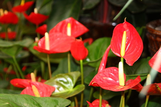 鮮花栽培 高格