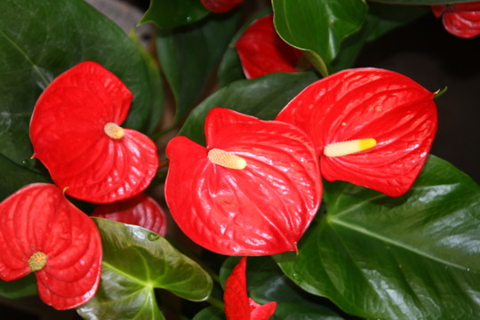 鮮花栽培 高格
