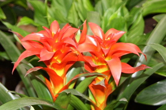 鮮花栽培 高格