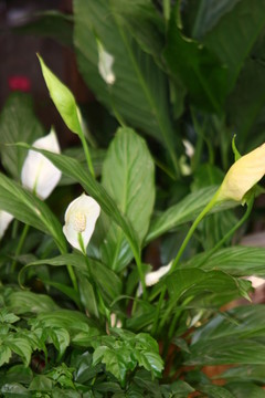 鮮花栽培 高格