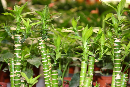 鮮花花卉 高格